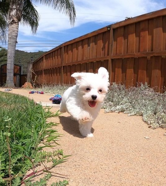 comprar cachorros sanos, baratos y asequibles para la venta